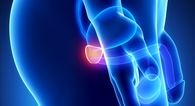 Prostate