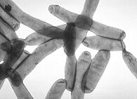 Des images et des maux