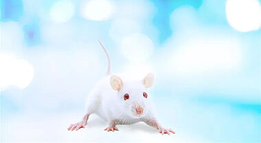 Image d'une souris
