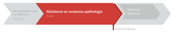 Graphique de cheminement résidence en anatomo-pathologie