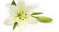 Fleur décès 