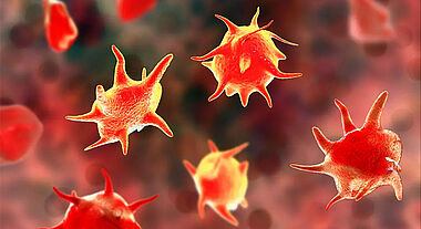 Les plaquettes sanguines, aussi appelées thrombocytes, sont les plus petits éléments figurés du sang. Elles ne sont pas des cellules complètes, mais uniquement de petits fragments. Dépourvues de noyau chez les mammifères, elles sont nucléées chez les oiseaux.