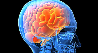 Cerveau