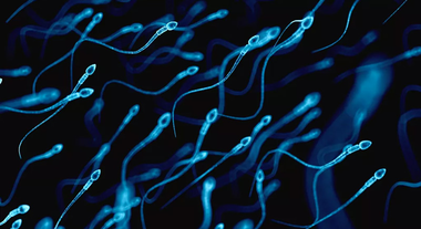 spermatozoïdes  