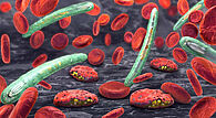 Représentation artistique de spécimens de Plasmodium falciparum, un protozoaire causant la malaria, entourés de globules rouges.