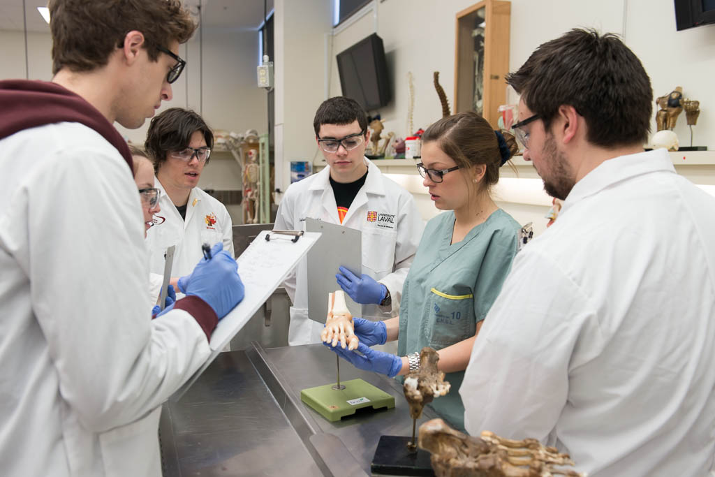Étudiants manipulant un pied dans le laboratoire d'anatomie