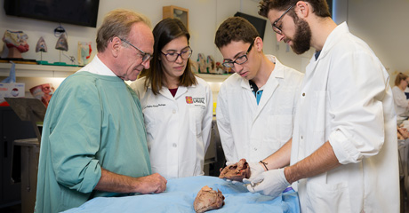 Étudiants manipulant un coeur durant un cours d'anatomie