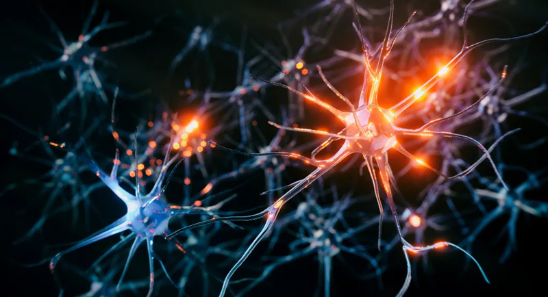 Lorsqu’il y a diminution de la molécule KCC2 dans la membrane cellulaire des neurones, leur équilibre ionique est perturbé et ils deviennent hyperactifs, comme sur l'illustration. Cette hyperactivité peut conduire à la mort des neurones. Image de neurones