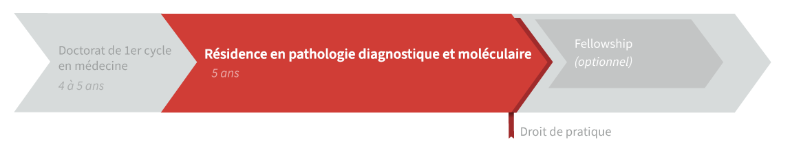 Graphique de cheminement résidence en anatomo-pathologie